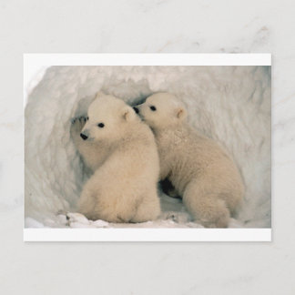 TWIN BABY POLAR BEARS POSTKARTE
