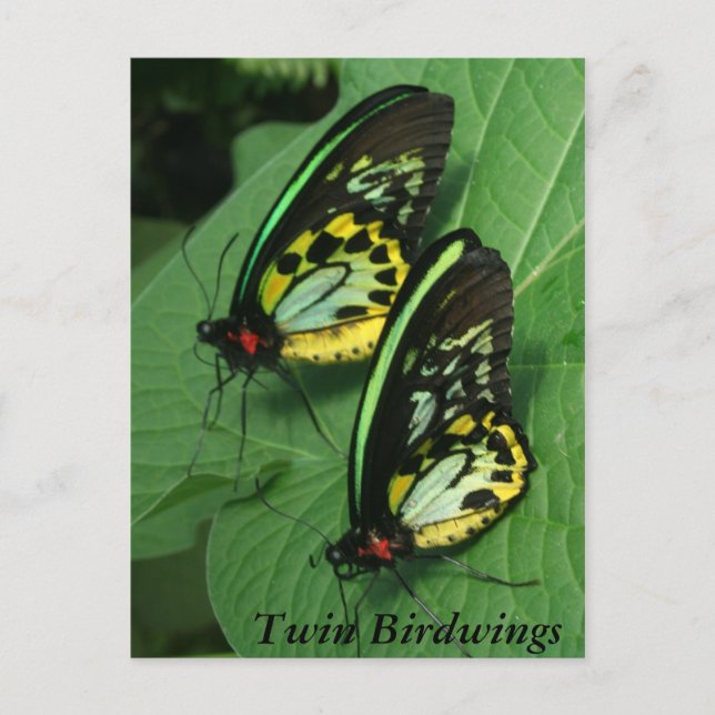 Twin Butterfly Postcard Postkarte (Vorderseite)