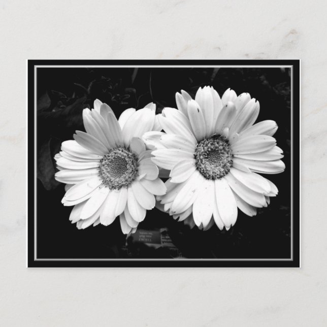 Twin Daisies Postkarte (Vorderseite)