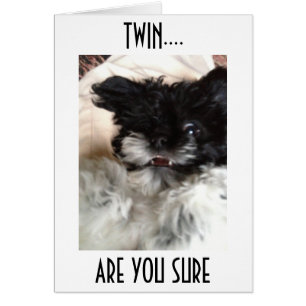 **TWIN**HAVANESISCH GESCHÜTZT KANN NICHT GLAUBEN,