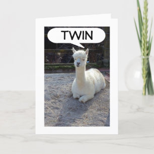 TWIN-LLAMA SAGT, KEINER HABE EIN BESSERES ZWEIMAL KARTE