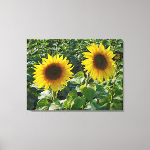 Twin Sunblumen Wrapped Canvas Print Leinwanddruck