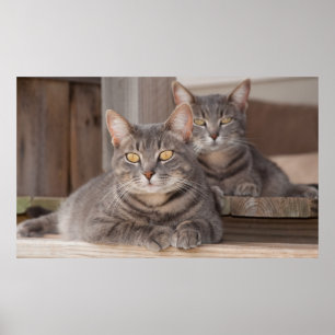 Twin Tabbies Chillin' Poster