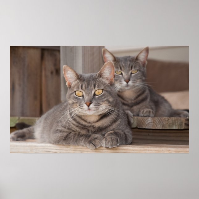 Twin Tabbies Chillin' Poster (Vorne)