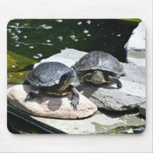 Twin Turtles -