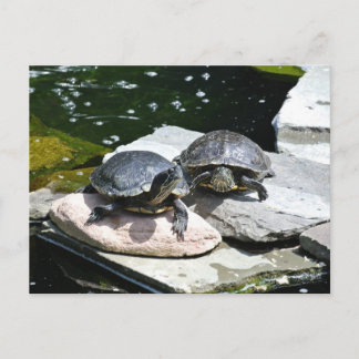 Twin Turtles - Postkarte