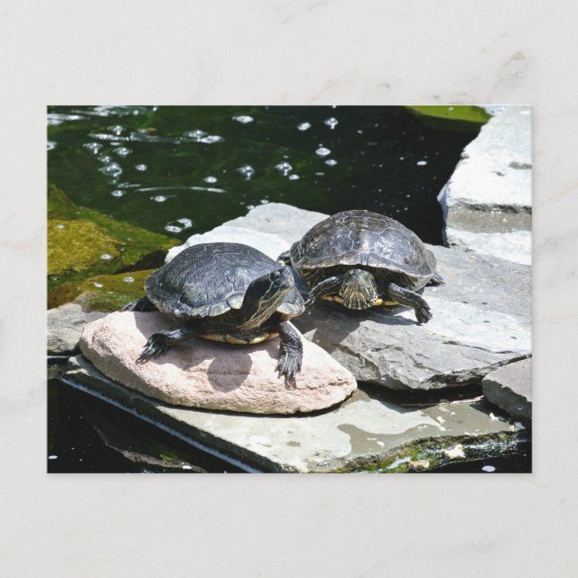 Twin Turtles - Postkarte (Vorderseite)