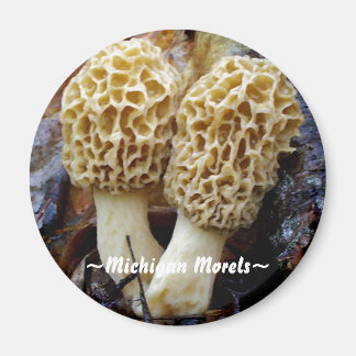 Twin Yellow Morels, ~Michigan Morels~ Magnet