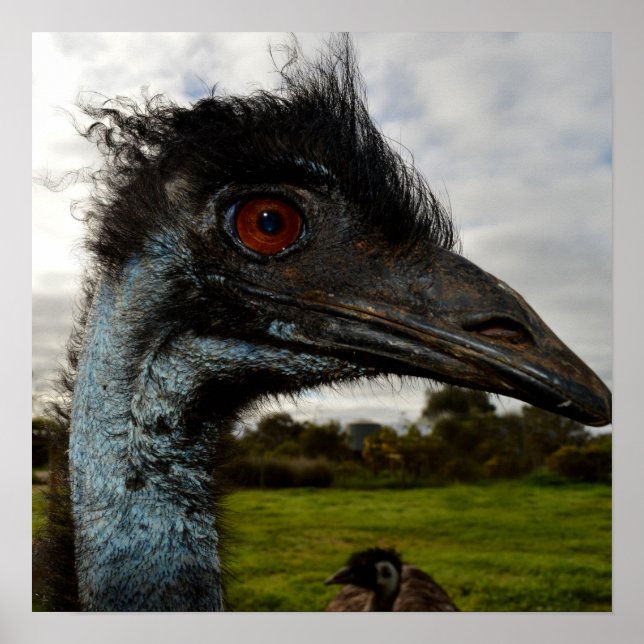 "Twinkle im Auge: Ein neugieriger Blick der Emu" Poster (Vorne)