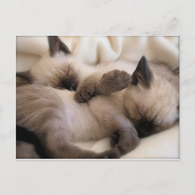 Twins Pet Cat Niedlich Siam Kitten Postkarte (Vorderseite)