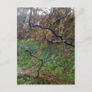 Twisted Hazel Postkarte