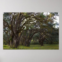 Twisted Live Oaks Print Poster