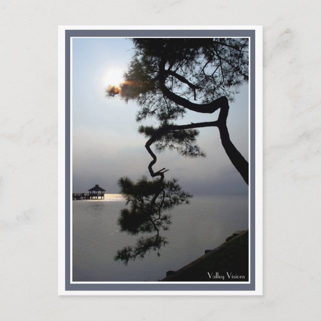 Twisted Pine Postkarte (Vorderseite)