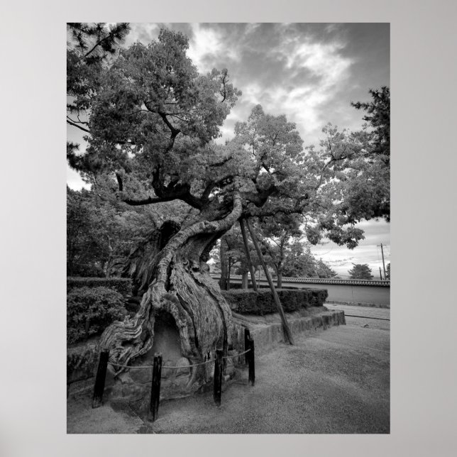 TWISTIERTER BAUM VON HORYUJI TEMPLE - NARA JAPAN POSTER (Vorne)