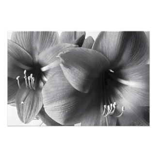 Two Amaryllis Flowers Print Photo Enlargement Fotodruck
