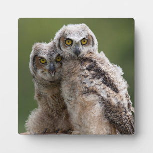 Two Baby Great Horned Owls Fotoplatte