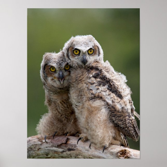 Two Baby Great Horned Owls Poster (Vorne)