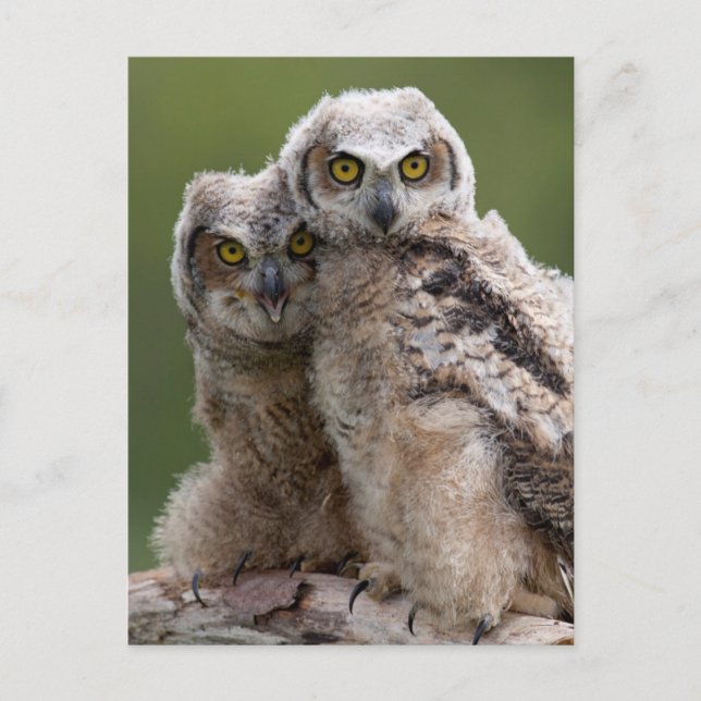 Two Baby Great Horned Owls Postkarte (Vorderseite)