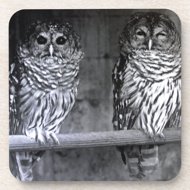 Two Barred Owls Square Coasters Untersetzer (Vorderseite)