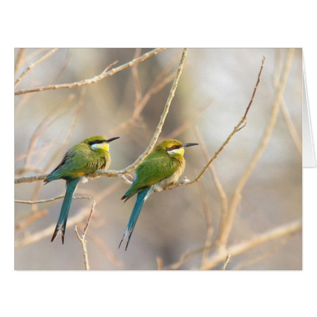 Two Bee-eaters (Vorderseite (Horizontal))