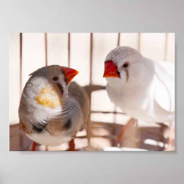 Two Cute Finch Birds in Cage Poster (Vorne)