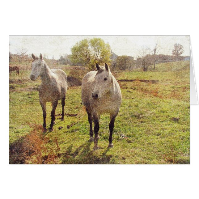 Two Grays (Vorderseite (Horizontal))