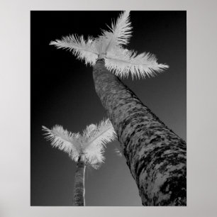 Two infrared palm trees. poster