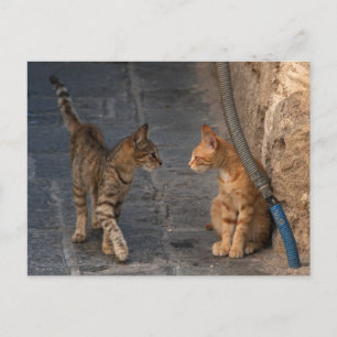 Two Kittens Postcard Postkarte