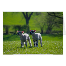 Two lambs photographic greetings card.