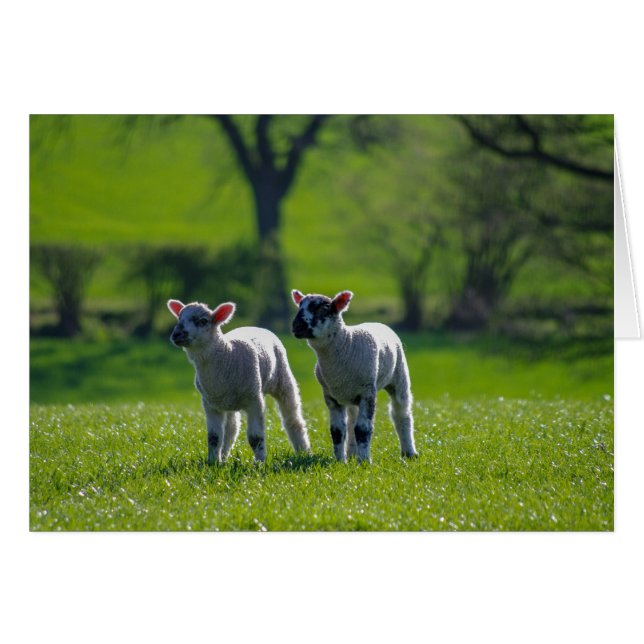 Two lambs photographic greetings card. (Vorderseite (Horizontal))