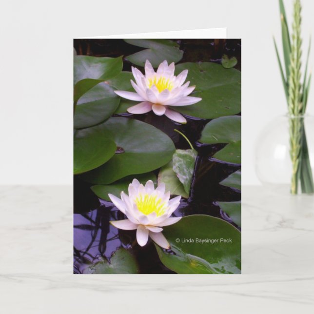 Two Light Water lilies Karte (Vorderseite)