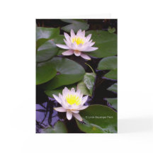 Two Light Water lilies