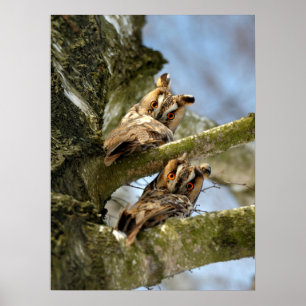 Two Owls in the Woods, birds, wildlife Poster
