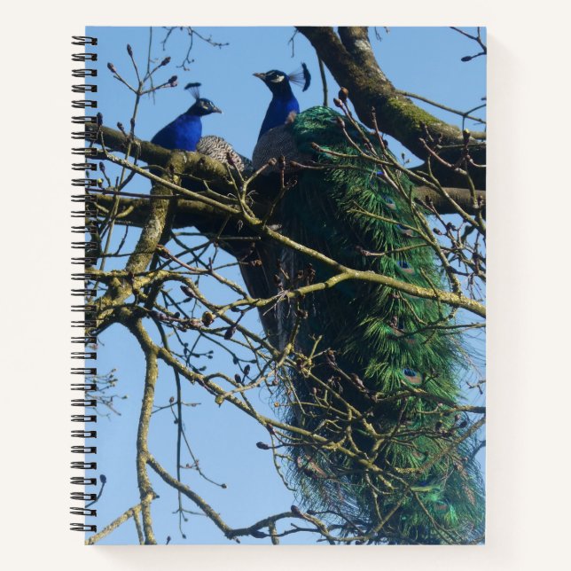 Two Peacocks in a Tree Notebook Notizbuch (Vorderseite)