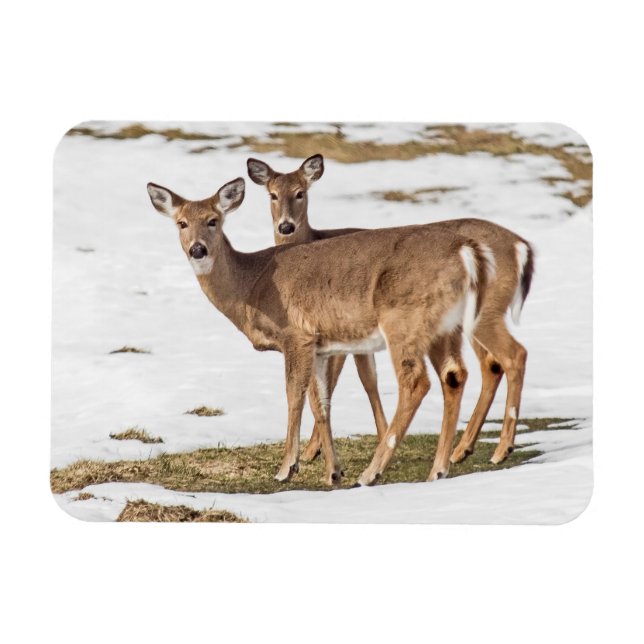 Two White-tailed Deer On Alert Magnet (Horizontal)