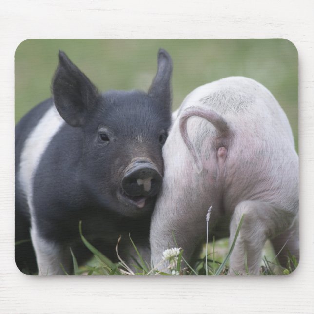 Twp Baby-Schweine; Niedliche Ferkel auf dem Mousepad (Vorne)