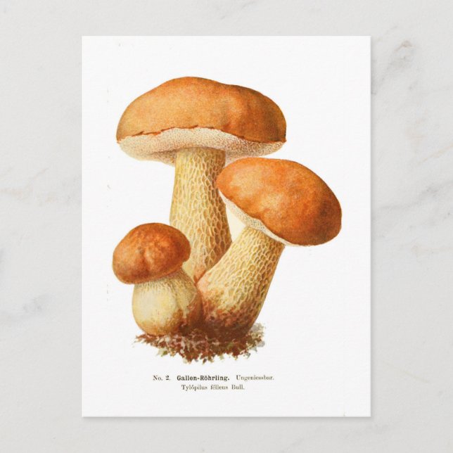 Tylopilus Postkarte (Vorderseite)