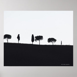 Typische Bäume in der Toskana Poster