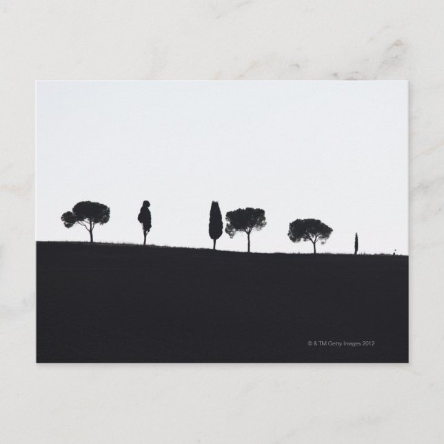 Typische Bäume in der Toskana Postkarte (Vorderseite)