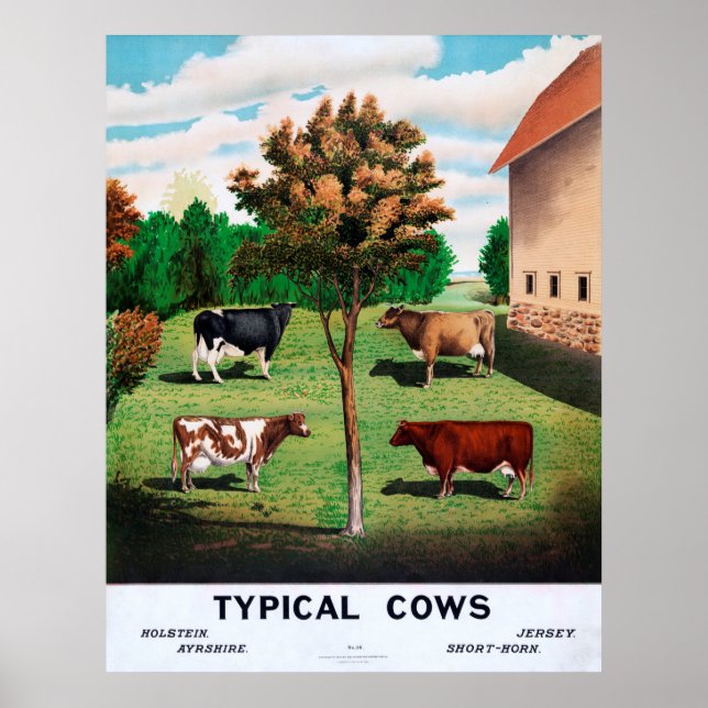Typische Kühe Poster (Vorne)
