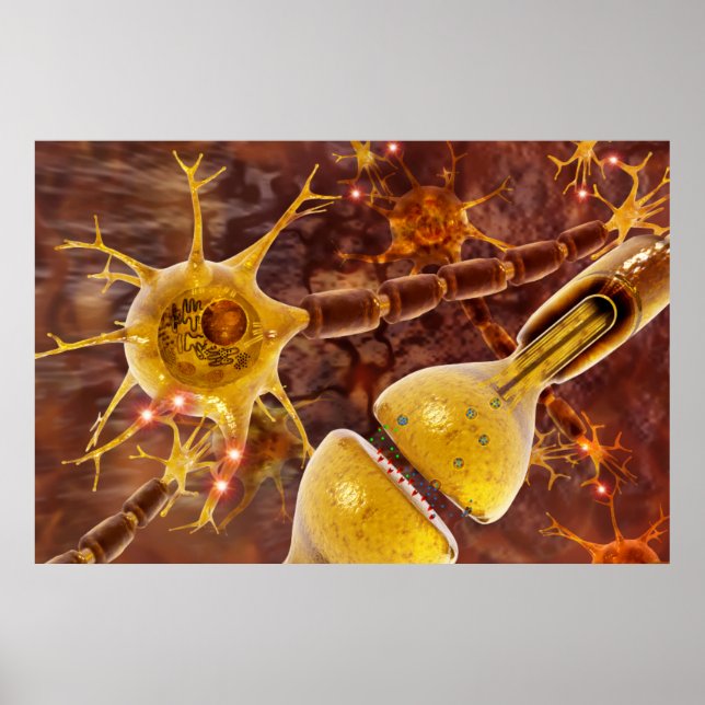Typische myelinierte Wirbelmotorneuronen Poster (Vorne)
