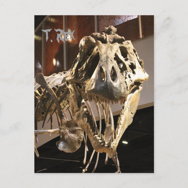 Tyrannosaurus # 4 postkarte (Vorderseite)