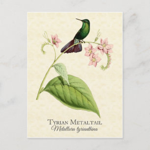 Tyrian Metal Schwanz Hummingbird Vintag Art Postkarte