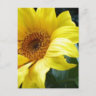 U R my Sunflower Postkarte