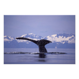 U.S.A., Alaska, Inside Passage Humpback Wal Fotodruck