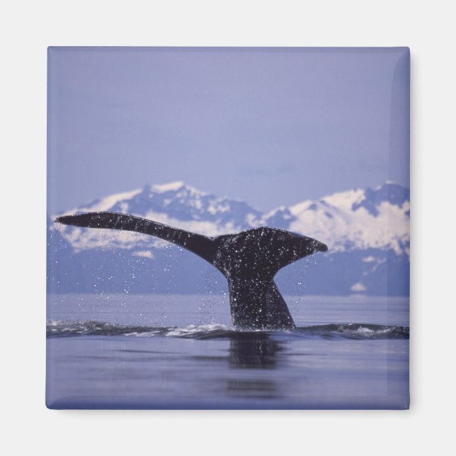 U.S.A., Alaska, Inside Passage Humpback Wal Magnet (Vorne)