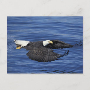 U.S.A., Alaska, Kenai Halbinsel Adler Postkarte