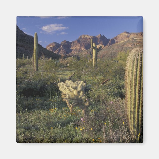 U.S.A., Arizona, Organ Pipe National Monument. Magnet (Vorne)