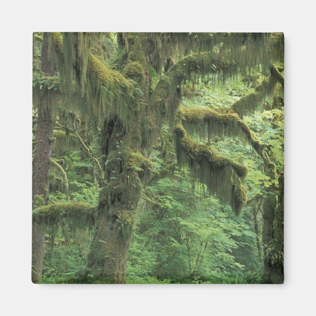 U.S.A., Washington, Olympic National Park. Magnet (Vorne)