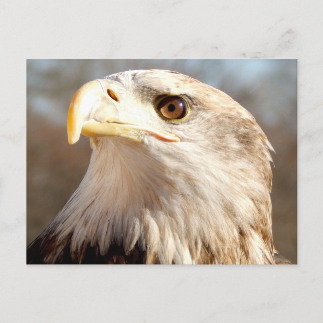 Über Bald Eagle Postkarte (Vorderseite)